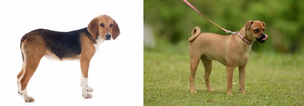 Muggin vs Beagle-Harrier - Breed Comparison