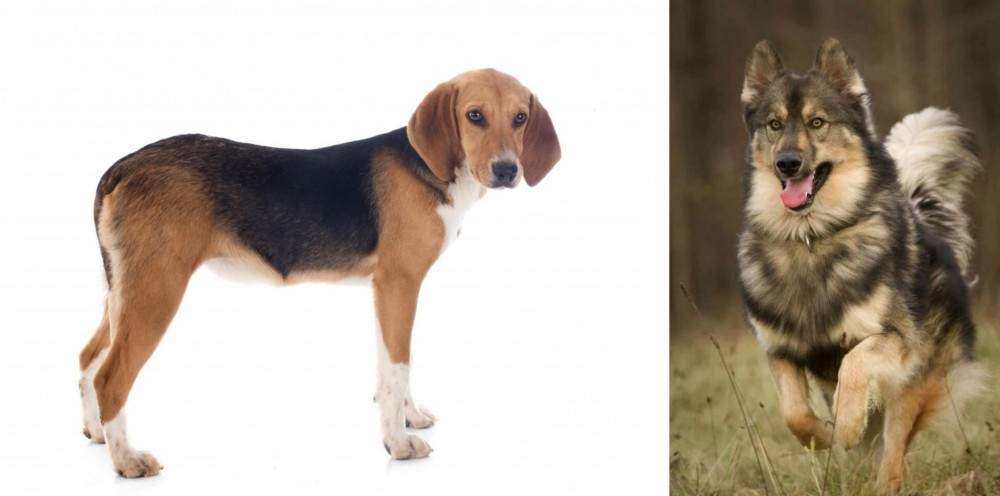 Native American Indian Dog vs Beagle-Harrier - Breed Comparison