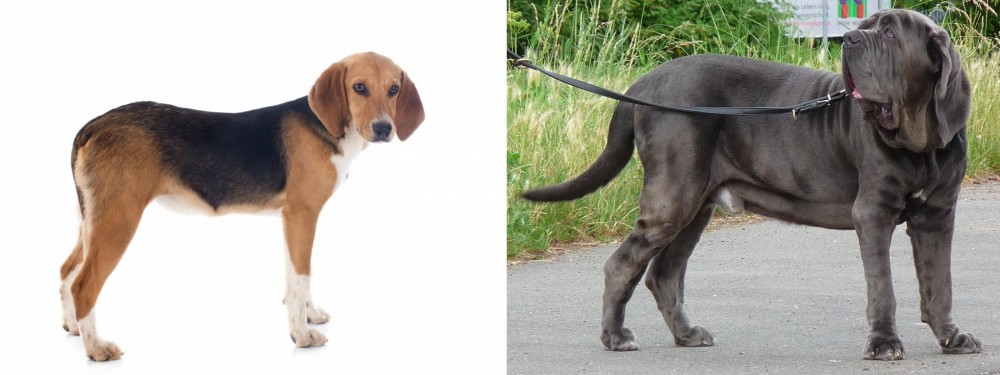 Neapolitan Mastiff vs Beagle-Harrier - Breed Comparison