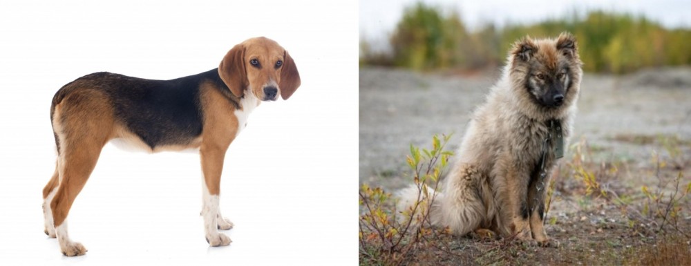 Nenets Herding Laika vs Beagle-Harrier - Breed Comparison