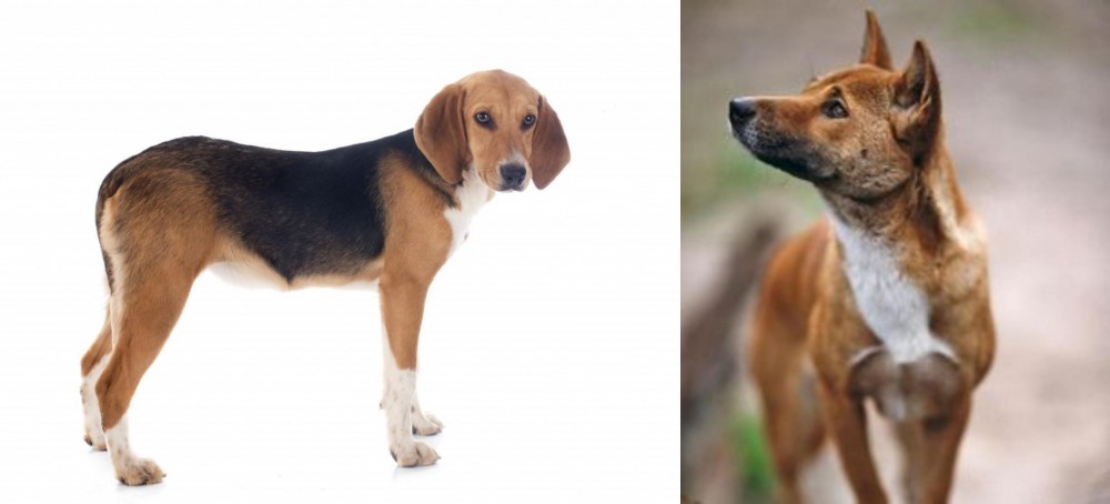 New Guinea Singing Dog vs Beagle-Harrier - Breed Comparison