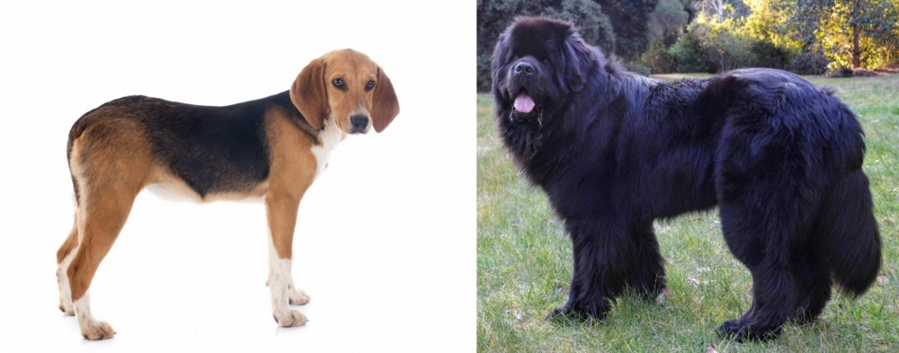 Newfoundland Dog vs Beagle-Harrier - Breed Comparison