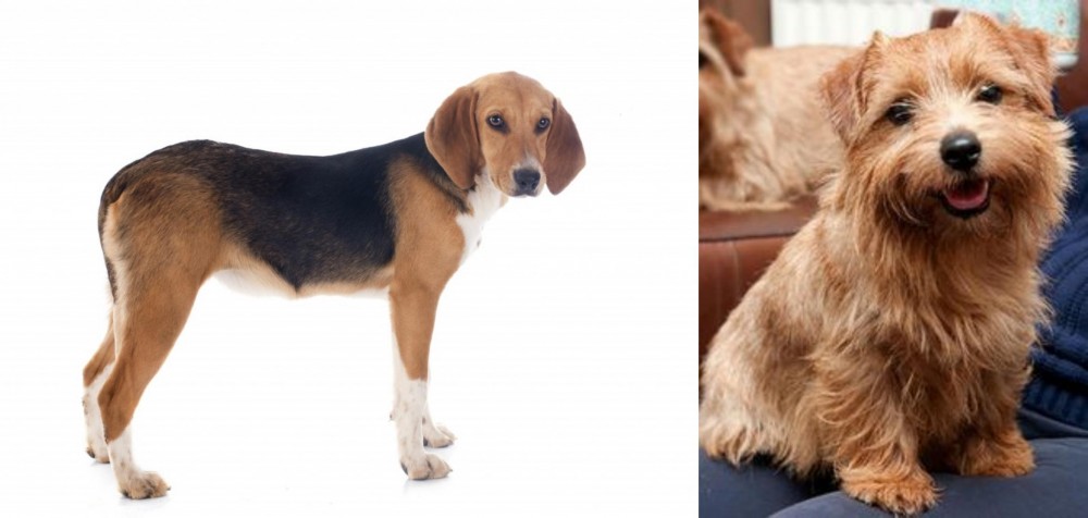Norfolk Terrier vs Beagle-Harrier - Breed Comparison