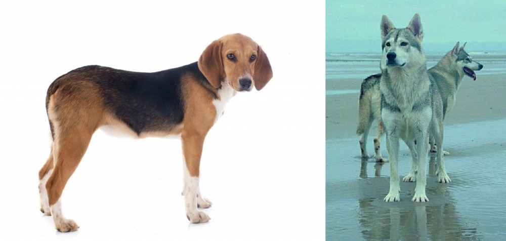 Northern Inuit Dog vs Beagle-Harrier - Breed Comparison
