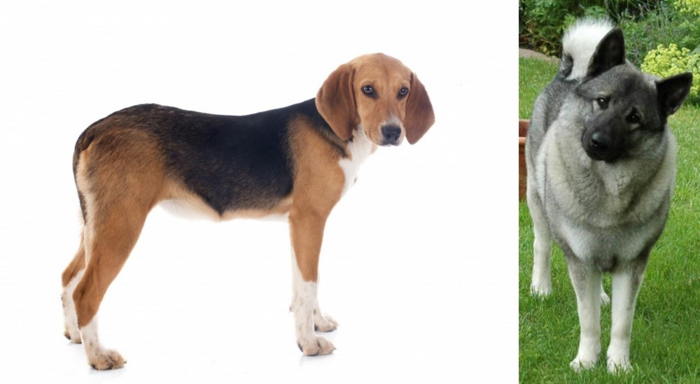 Norwegian Elkhound vs Beagle-Harrier - Breed Comparison