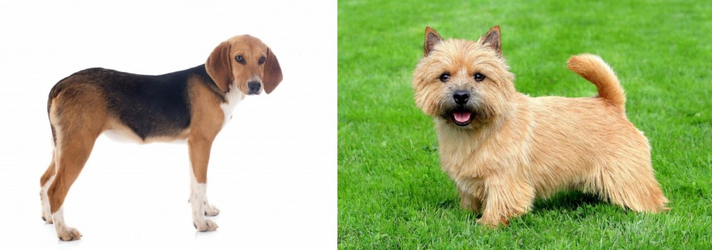 Norwich Terrier vs Beagle-Harrier - Breed Comparison