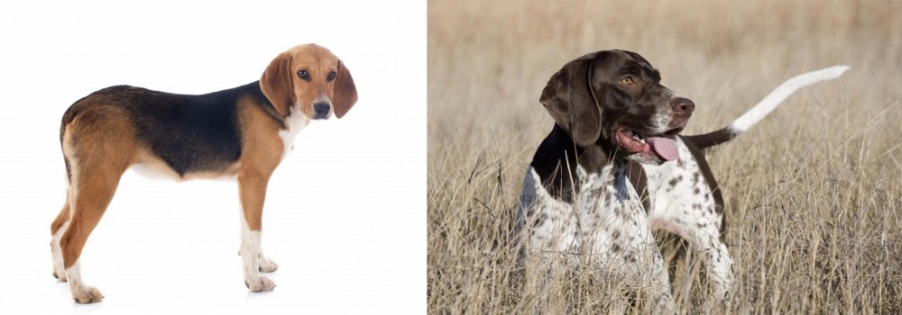 Old Danish Pointer vs Beagle-Harrier - Breed Comparison