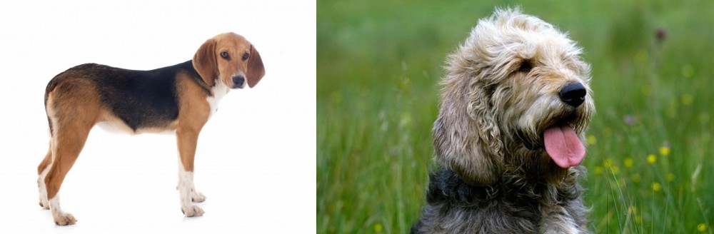 Otterhound vs Beagle-Harrier - Breed Comparison