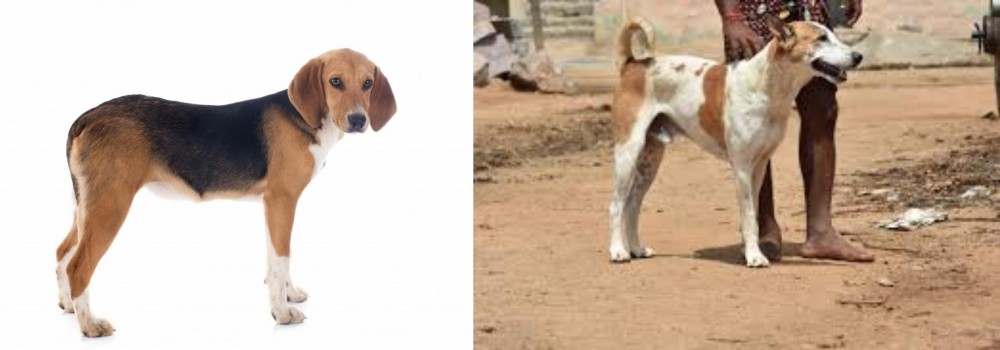 Pandikona vs Beagle-Harrier - Breed Comparison