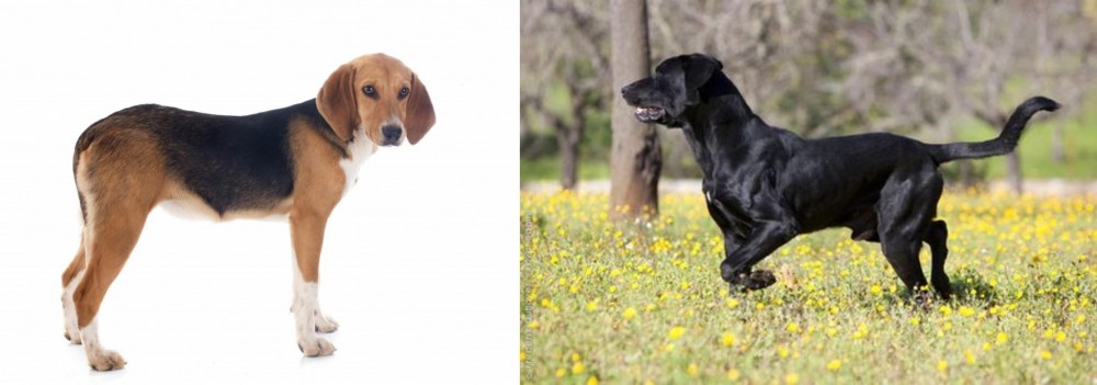 Perro de Pastor Mallorquin vs Beagle-Harrier - Breed Comparison