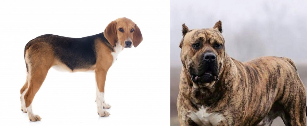 Perro de Presa Canario vs Beagle-Harrier - Breed Comparison