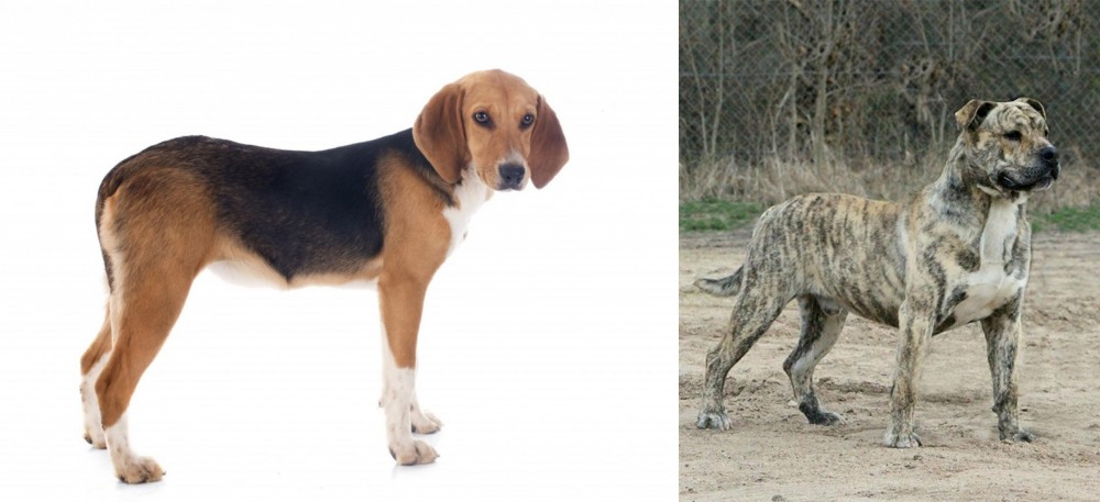 Perro de Presa Mallorquin vs Beagle-Harrier - Breed Comparison