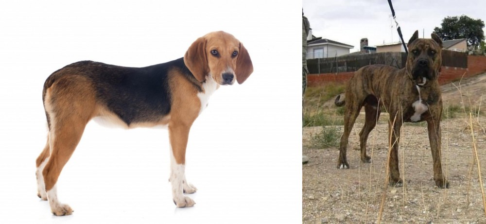 Perro de Toro vs Beagle-Harrier - Breed Comparison