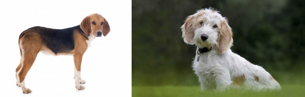 Petit Basset Griffon Vendeen vs Beagle-Harrier - Breed Comparison