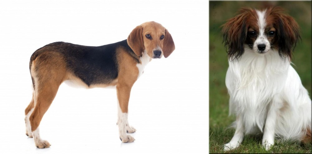 Phalene vs Beagle-Harrier - Breed Comparison