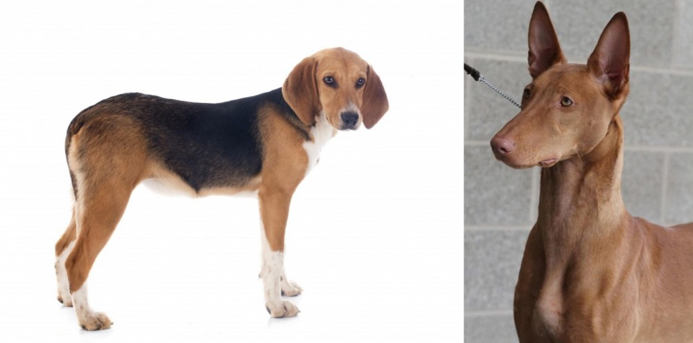 Pharaoh Hound vs Beagle-Harrier - Breed Comparison