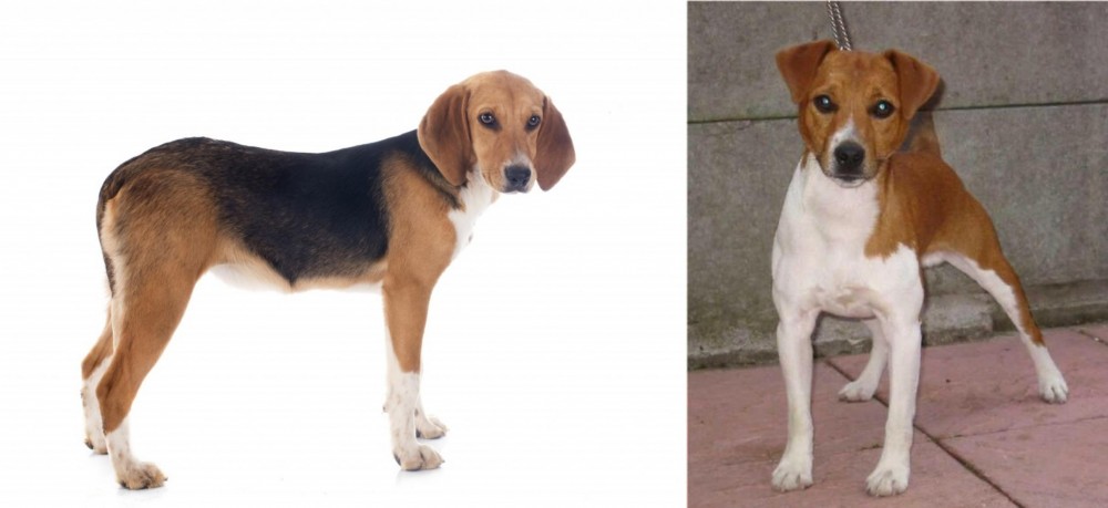 Plummer Terrier vs Beagle-Harrier - Breed Comparison