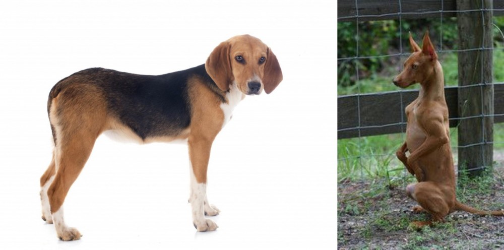 Podenco Andaluz vs Beagle-Harrier - Breed Comparison