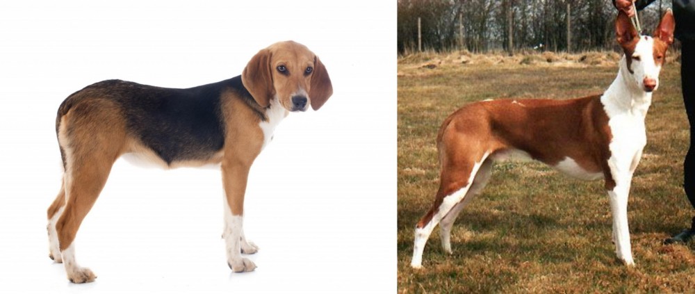 Podenco Canario vs Beagle-Harrier - Breed Comparison