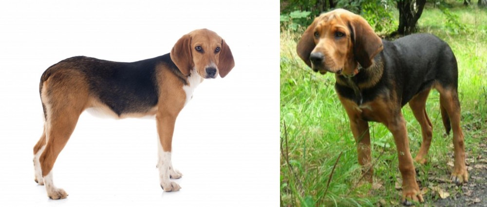 Polish Hound vs Beagle-Harrier - Breed Comparison