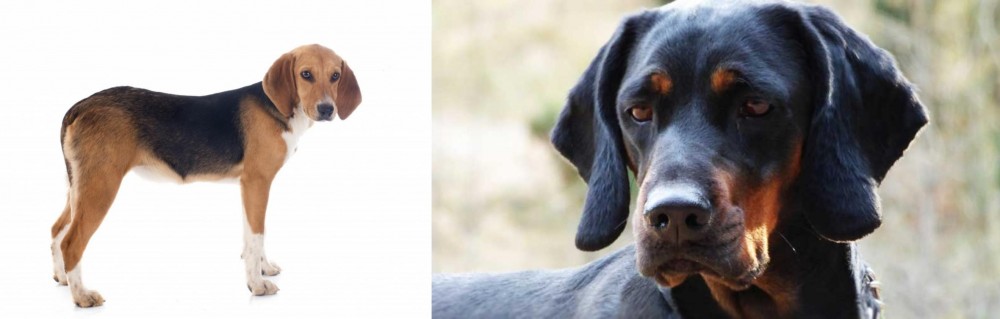 Polish Hunting Dog vs Beagle-Harrier - Breed Comparison