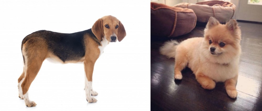 Pomeranian vs Beagle-Harrier - Breed Comparison