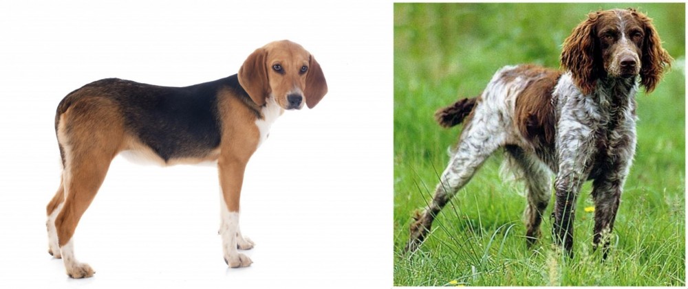 Pont-Audemer Spaniel vs Beagle-Harrier - Breed Comparison