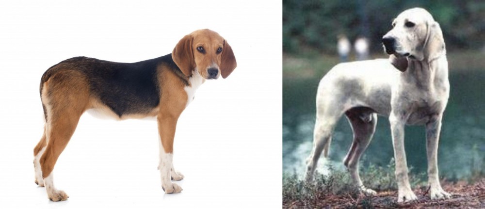Porcelaine vs Beagle-Harrier - Breed Comparison