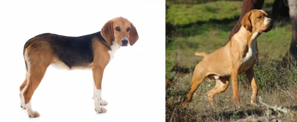 Portuguese Pointer vs Beagle-Harrier - Breed Comparison