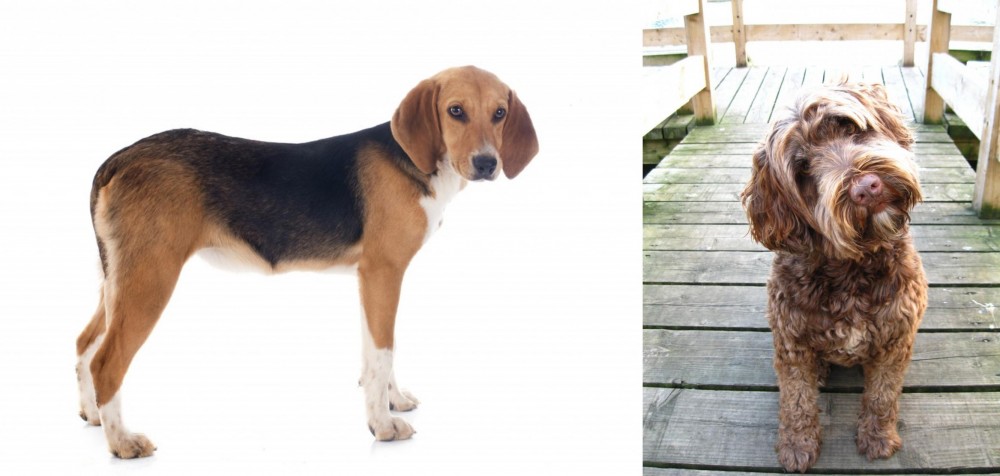 Portuguese Water Dog vs Beagle-Harrier - Breed Comparison
