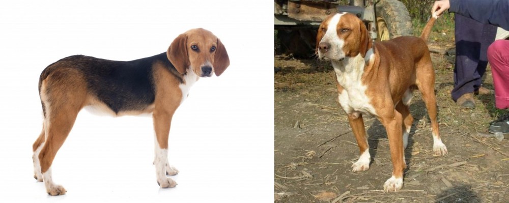 Posavac Hound vs Beagle-Harrier - Breed Comparison