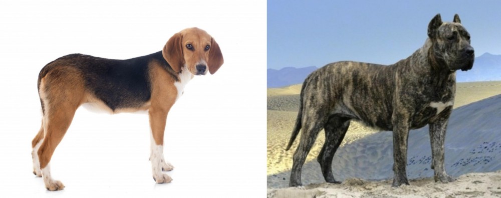 Presa Canario vs Beagle-Harrier - Breed Comparison