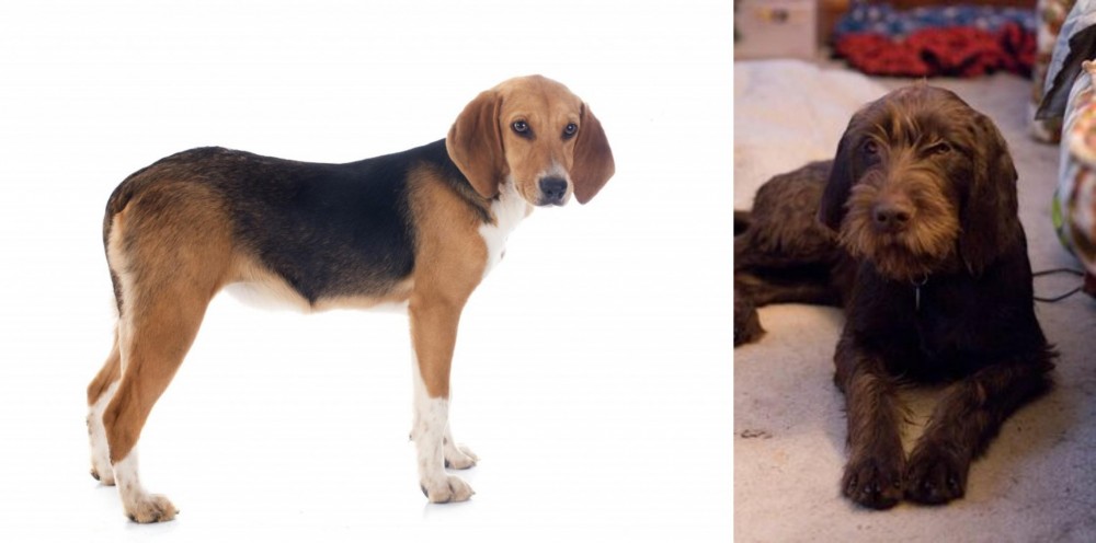 Pudelpointer vs Beagle-Harrier - Breed Comparison