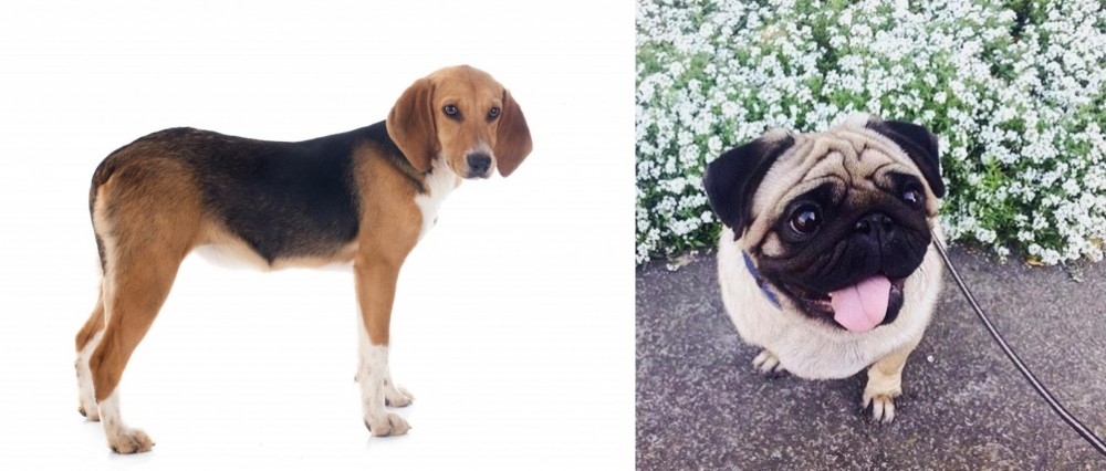 Pug vs Beagle-Harrier - Breed Comparison