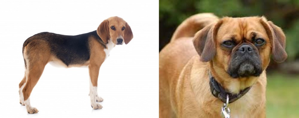 Pugalier vs Beagle-Harrier - Breed Comparison