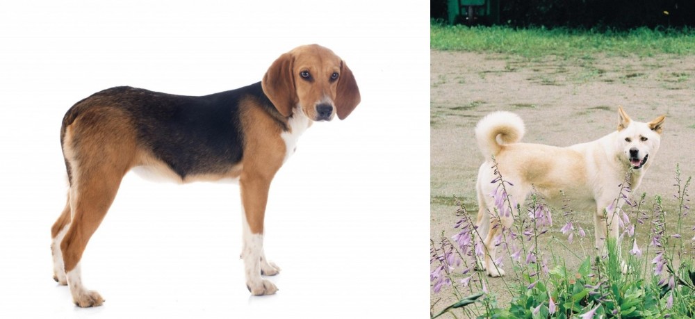 Pungsan Dog vs Beagle-Harrier - Breed Comparison