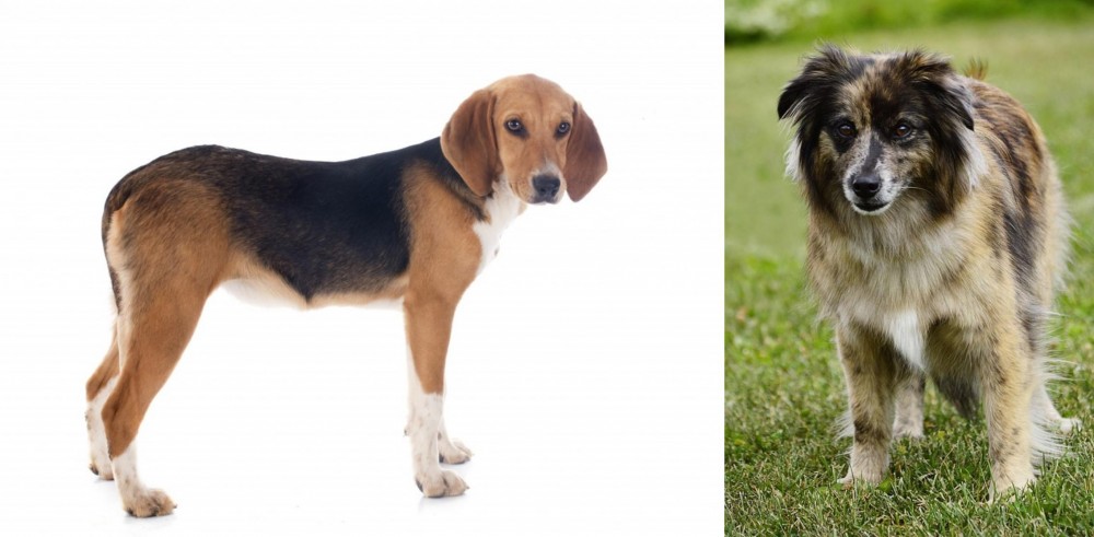 Pyrenean Shepherd vs Beagle-Harrier - Breed Comparison