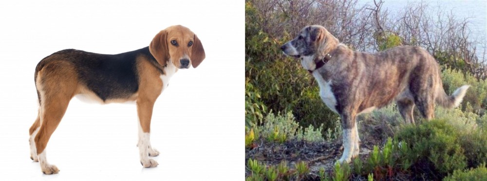 Rafeiro do Alentejo vs Beagle-Harrier - Breed Comparison