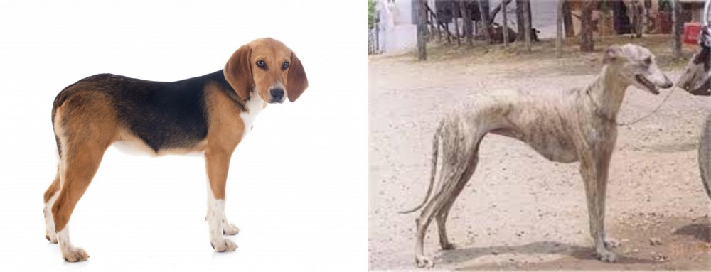 Rampur Greyhound vs Beagle-Harrier - Breed Comparison