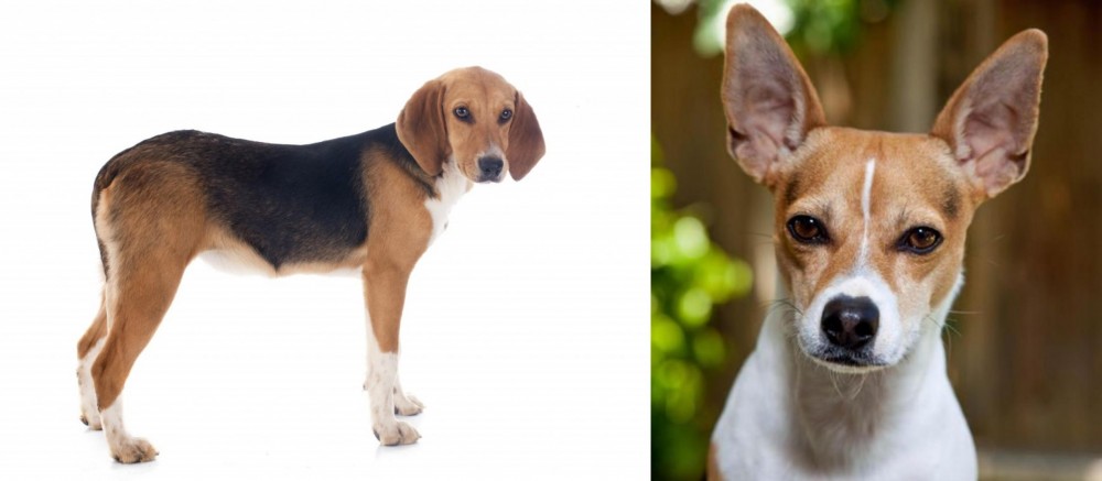 Rat Terrier vs Beagle-Harrier - Breed Comparison