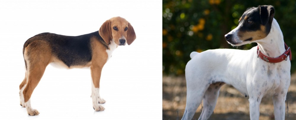 Ratonero Bodeguero Andaluz vs Beagle-Harrier - Breed Comparison