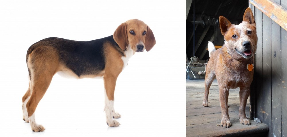 Red Heeler vs Beagle-Harrier - Breed Comparison