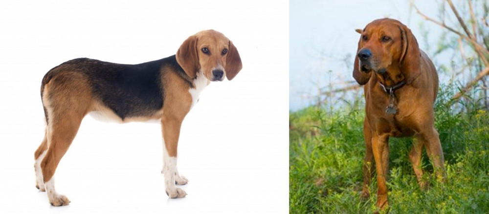 Redbone Coonhound vs Beagle-Harrier - Breed Comparison