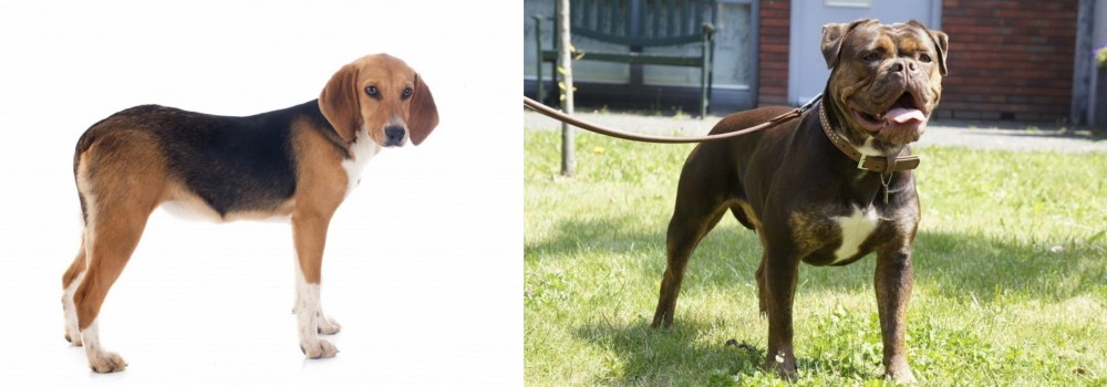 Renascence Bulldogge vs Beagle-Harrier - Breed Comparison