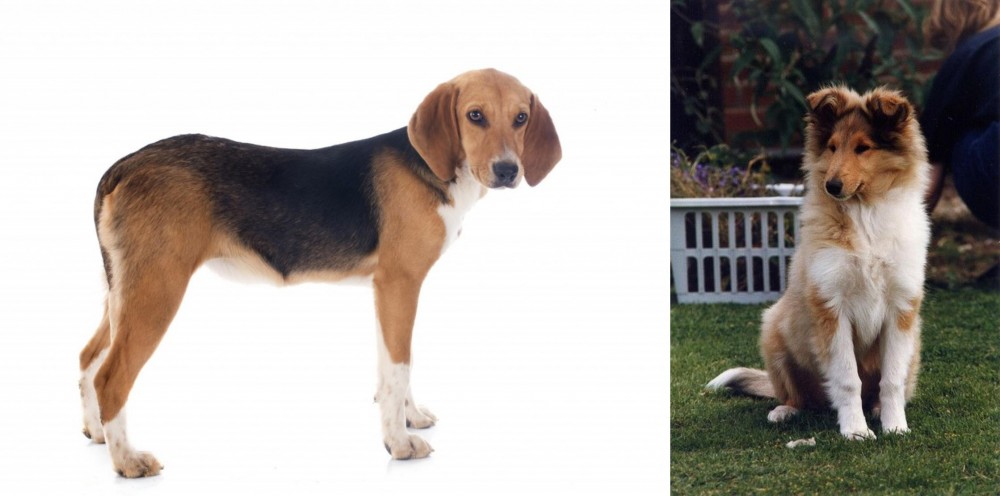 Rough Collie vs Beagle-Harrier - Breed Comparison