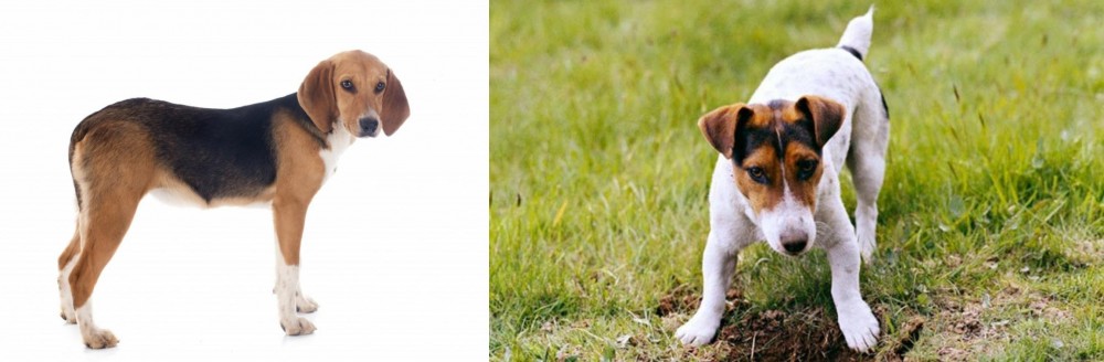 Russell Terrier vs Beagle-Harrier - Breed Comparison
