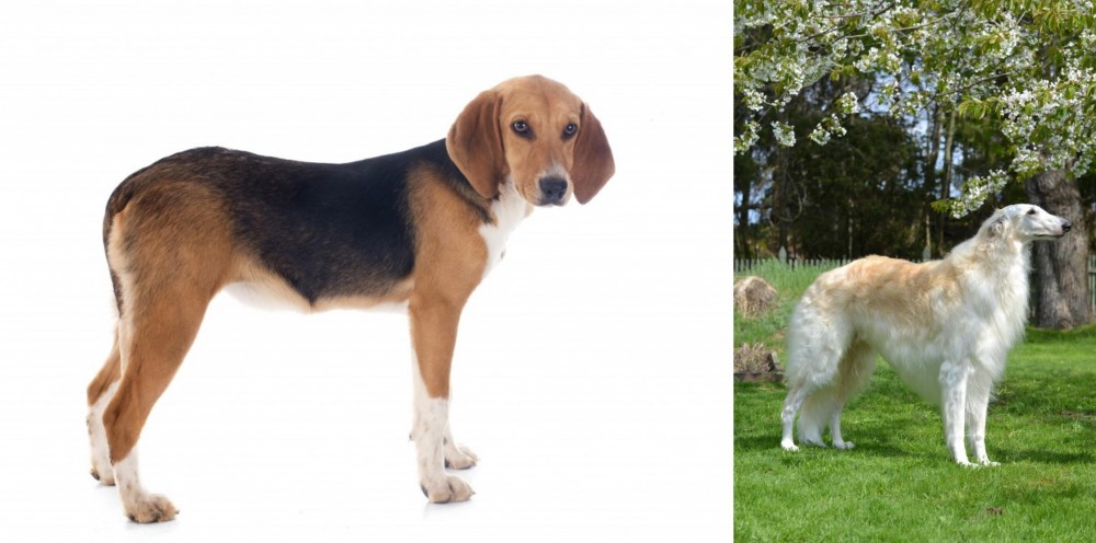 Russian Hound vs Beagle-Harrier - Breed Comparison