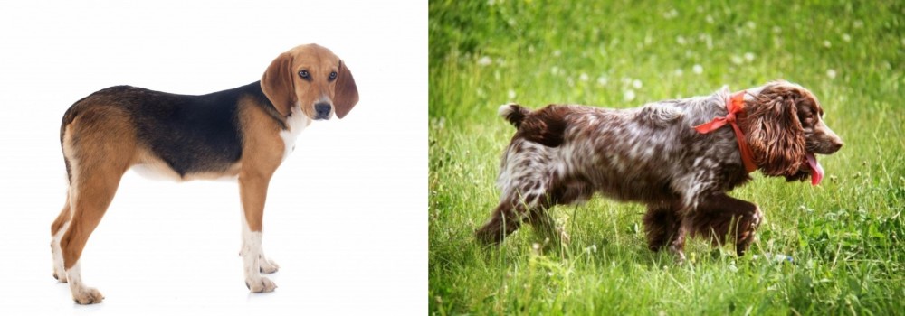 Russian Spaniel vs Beagle-Harrier - Breed Comparison