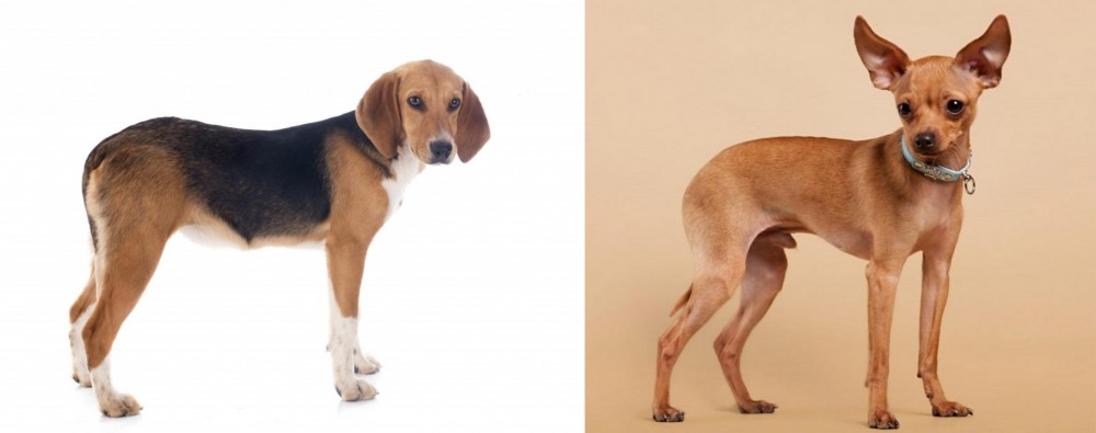 Russian Toy Terrier vs Beagle-Harrier - Breed Comparison