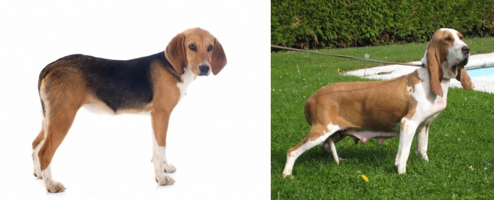 Sabueso Espanol vs Beagle-Harrier - Breed Comparison